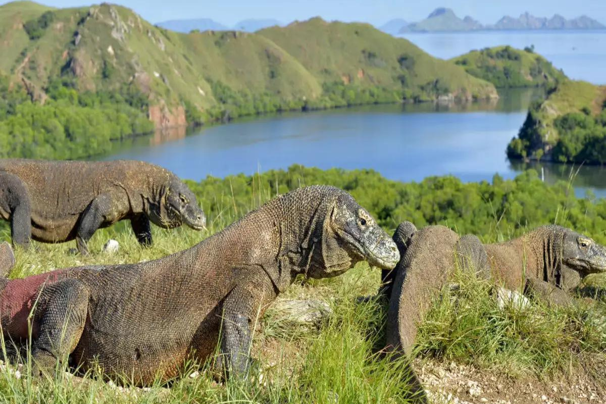 Komodo Island